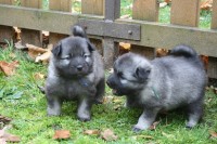 /album/fotogalerie-arkan-alias-modry/nemecky-vlci-spic-modry-947-jpg/